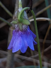 Pinguicula caerulea