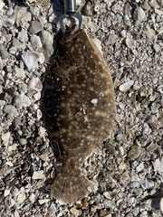 Paralichthys lethostigma