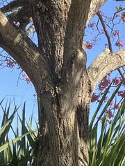 Tabebuia rosea