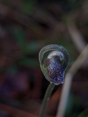 Pinguicula caerulea