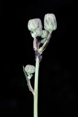 Uroleucon sonchi