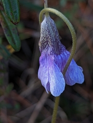 Pinguicula caerulea