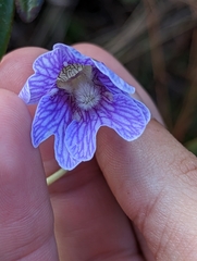 Pinguicula caerulea