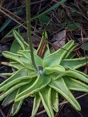 Pinguicula caerulea