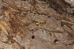 Eusphecia pimplaeformis