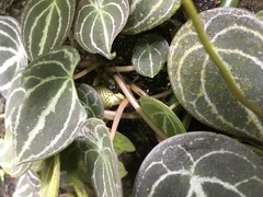 Peperomia clavigera
