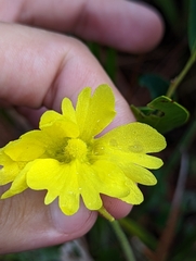 Pinguicula lutea