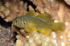 Gobiodon citrinus