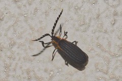 Leptoceletes basalis