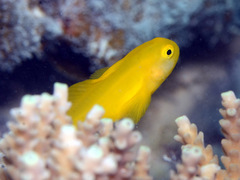 Gobiodon okinawae
