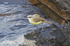 Machetornis rixosa