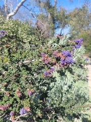 Ceanothus papillosus