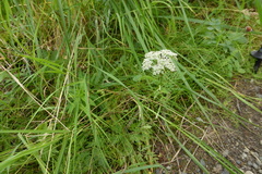 Conioselinum gmelinii