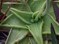 Pinguicula lutea