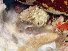 Gobiodon prolixus