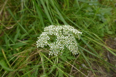 Conioselinum gmelinii