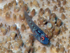 Gobiodon prolixus