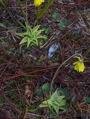Pinguicula lutea