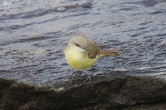 Machetornis rixosa