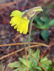 Pinguicula lutea