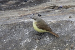 Machetornis rixosa