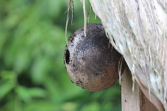 Eciton burchellii parvispinum