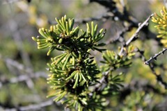 Adenostoma fasciculatum