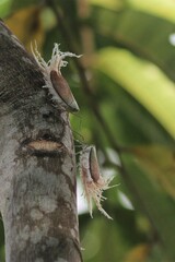 Pterodictya reticularis