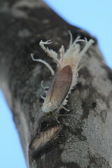 Pterodictya reticularis