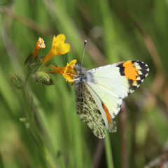Anthocharis sara