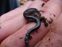 Plethodon electromorphus