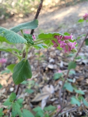 Ribes malvaceum