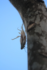 Pterodictya reticularis