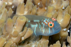 Gobiodon prolixus