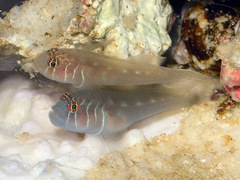 Gobiodon prolixus