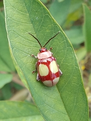 Omophoita