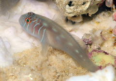 Gobiodon prolixus
