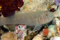 Gobiodon prolixus