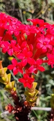 Crassula coccinea