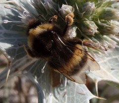 Bombus terrestris lusitanicus