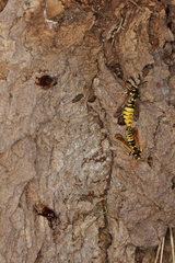 Eusphecia pimplaeformis