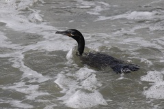 Nannopterum brasilianum