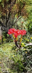 Crassula coccinea