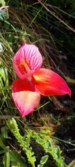 Disa uniflora