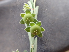 Phyllanthus polygonoides