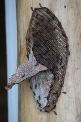 Metapolybia