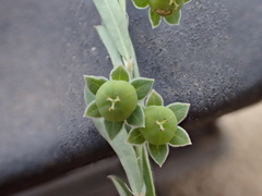 Phyllanthus polygonoides