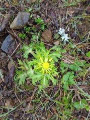 Sanicula arctopoides