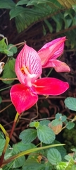 Disa uniflora