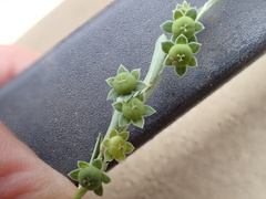 Phyllanthus polygonoides